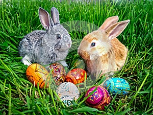 Easter bunny with eggs on green grass