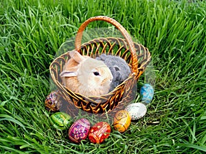 Easter bunny eggs on green grass