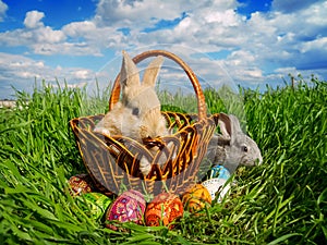 Easter bunny eggs on green grass