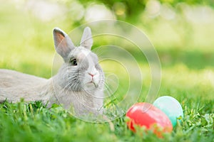 Easter bunny and Easter eggs on spring green grass. Cute rabbit