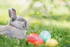 Easter bunny and Easter eggs on spring green grass. Cute rabbit