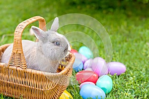 Easter bunny and Easter eggs on spring green grass. Cute rabbit