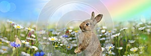 Easter Bunny In Flower Meadow