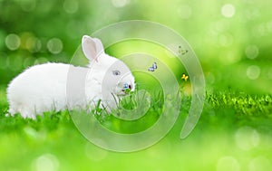 easter bunny with flying butterflies sitting on a green grass.