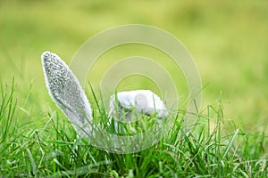 Easter bunny on green grass outdoor Ear rabbit on field spring meadow