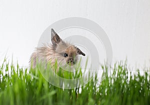Easter bunny on green spring grass