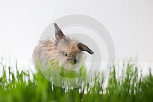 Easter bunny on green spring grass