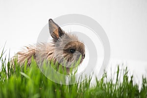 Easter bunny on green spring grass