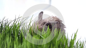 Easter bunny on green spring grass