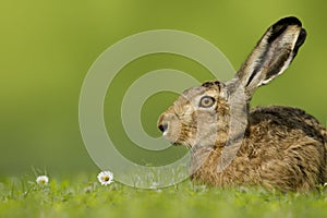 Pasqua coniglietto  lepre prato 