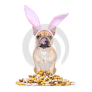 Easter bunny hungry dog