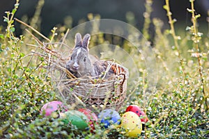 Easter bunny hunt easter egg on green grass nature background