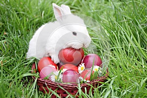 Easter Bunny Keeps Eggs photo