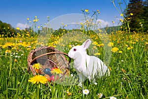 Easter bunny on meadow with basket and eggs