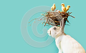 Easter Bunny with a Nest of Chicks on its Head Against a teal Background. Easter creative banner