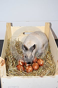 Easter bunny protecting and traditional Easter eggs reddened with traces of parsley leaf