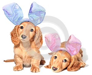 Easter bunny puppies