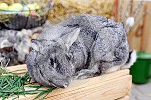 Easter bunny rabbit with painted eggs. Easter, animal, spring, celebration and holiday concept