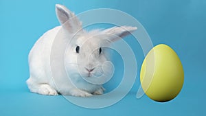 Easter bunny is sitting on blue background and yellow egg appears next to it. 3d animation. coloring Easter eggs. Symbol