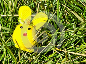 Easter bunny sitting on the grass - green, grassy background