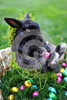 Easter Bunny photo