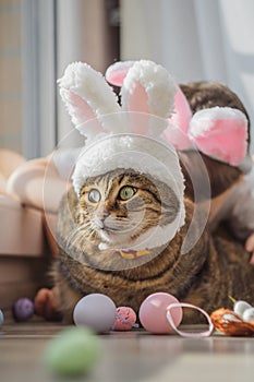Easter Bunny. Tabby cat in the rabbit ears with Easter eggs. Holiday background, funny picture. Spring holiday.