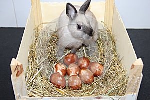 Easter bunny and traditional Easter eggs reddened with traces of parsley leaf