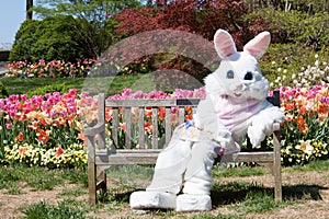 Easter bunny with tulips