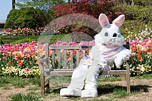 Easter bunny with tulips photo
