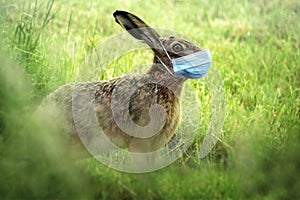 Easter bunny wears a coronavirus face mask to avoid infection during the holidays, health concept, copy space