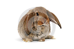 Easter bunny on white background