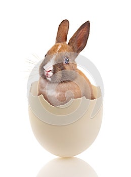 Easter bunny in white egg