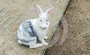 Easter Bunny (White and Gray Rabbit) Sit and Looking to The Camera