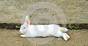 Easter Bunny (White Rabbit) Lay down on The Ground