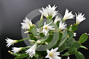 Easter cactus blooming