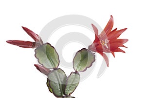 Easter cactus, Rhipsalidopsis gaertnerrii, with red flowers. Detail  on white.