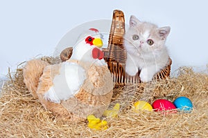 Easter card with cute kitten, chicken, basket and colorful eggs