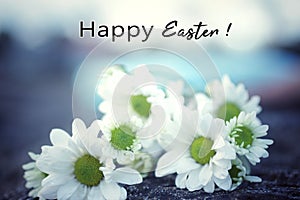 Easter card and greeting concept with text message - Happy Easter. On bouquet of white daisy flowers on blue background.