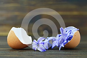 Easter card with hyacinth flowers in eggshells on wooden table