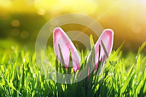 Easter card with merry funny rabbit pink ears protrude from green grass on a sunny spring bright meadow photo