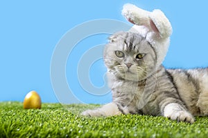 easter cat in bunny ears sits on green grass with eggs. Pet. Porky cat Scottish fold. Easter painted eggs. Green grass