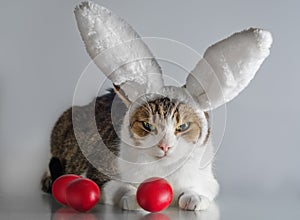 Easter cat in rabbit ears guards three red eggs