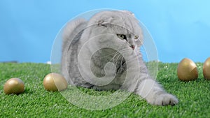easter cat sits on green grass with eggs. Pet. Porky cat Scottish fold. Easter painted eggs. Green grass blue sky