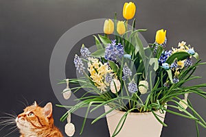Easter cat smelling spring flowers in pot with eggs. Pet enjoys blooming yellow hyacinths, tulips, muscari. Space