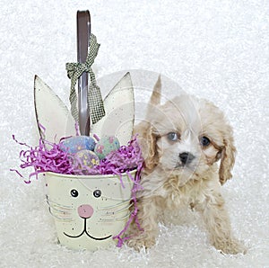 Easter Cavachon Puppy