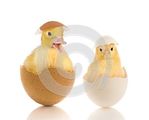 Easter chick and duckling in eggs