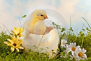 Easter chick in the garden