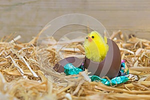 Easter chick hatching
