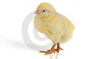 Easter chick isolated