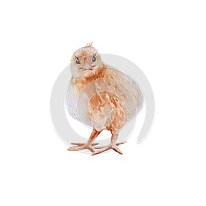 Easter chick. Isolated on a white background.